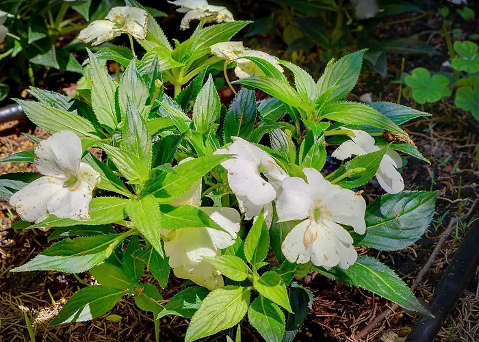 酒店 Claudia Centre - Parking 3*